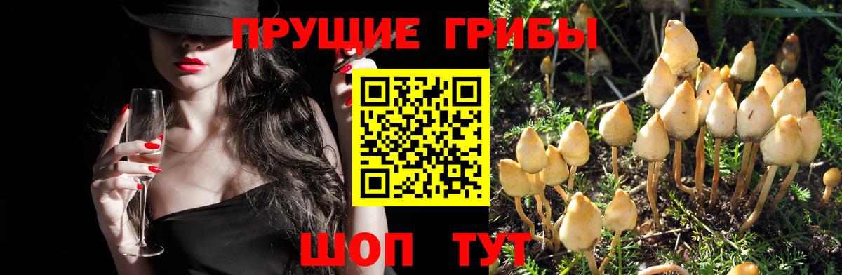как найти   Вход с VPN  Псилоцибиновые грибы GOLDEN TEACHER  Белореченск  Псилоцибиновые грибы прущие грибы 